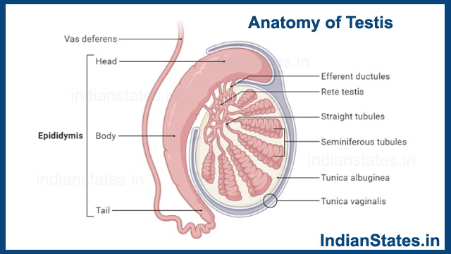  Anatomy-of-Testis 