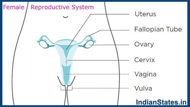  Female-Reproductive-System 