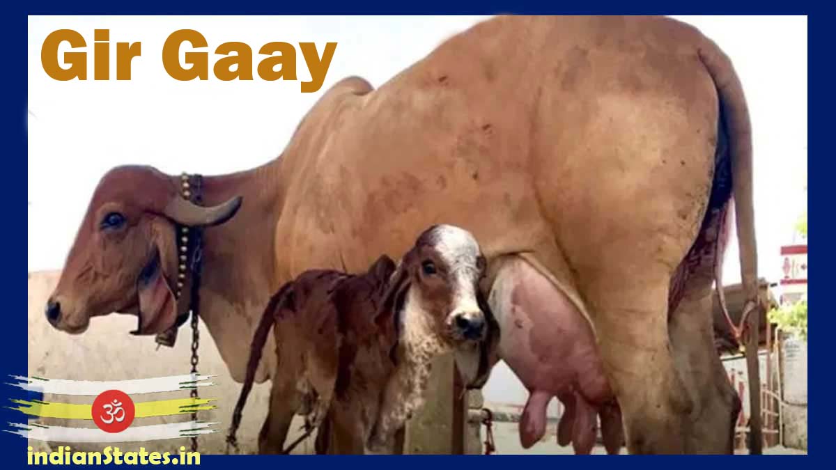 Gir cow How to identify the best milk giving cow