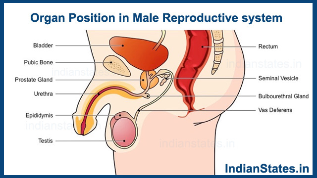 Testes scrotal