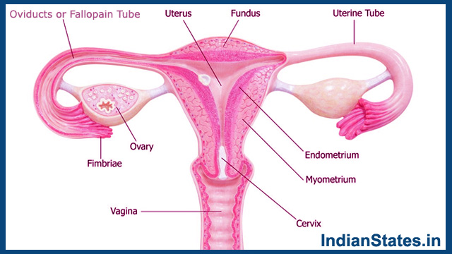  ovary 